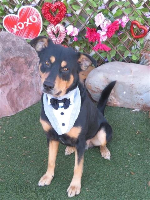 BRUNO, Adoptable, Adult Male German Shepherd Dog & Mixed Breed.