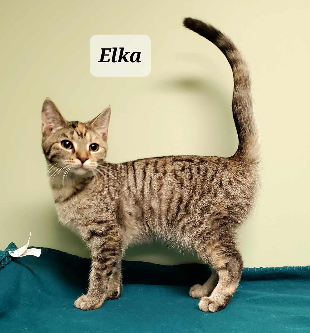 Elka 2