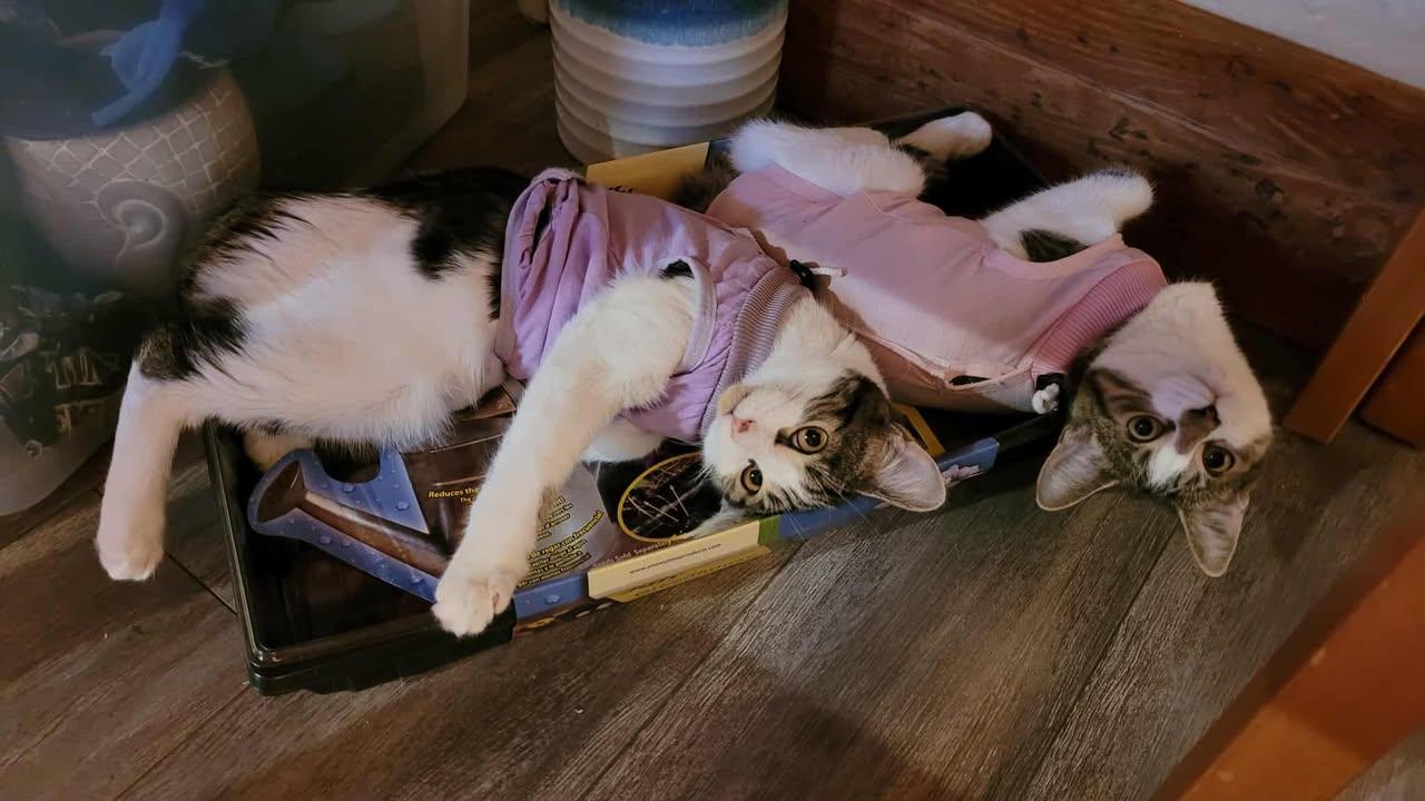 Jinx & Peach, an adopted Domestic Short Hair in Montreal-Nord, QC image 2/6