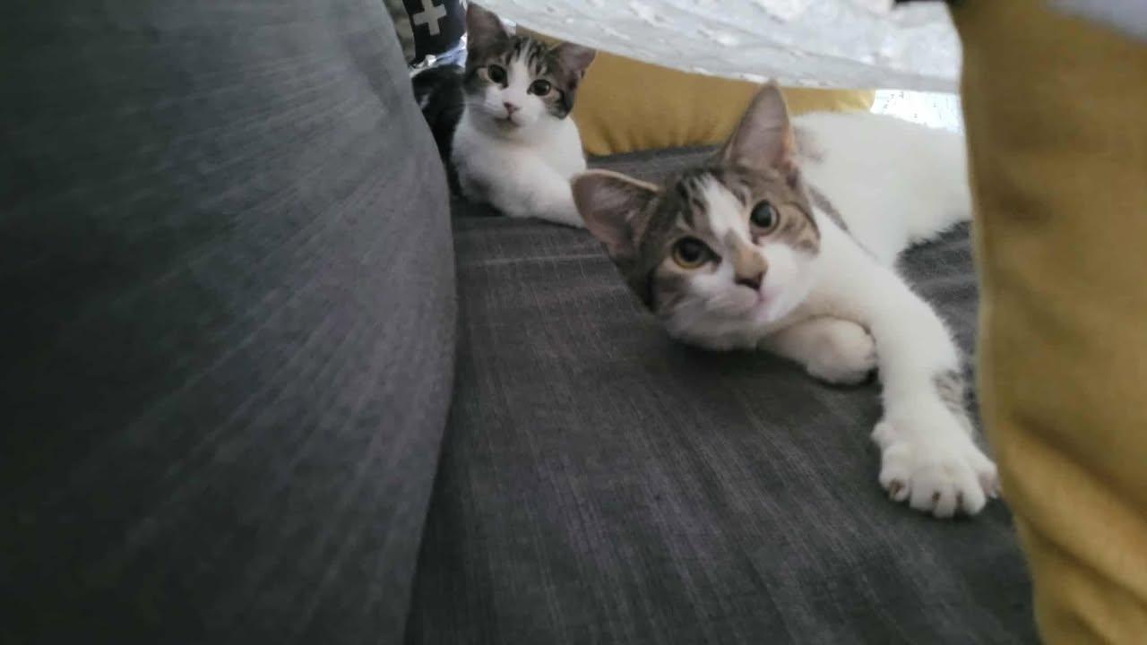 Jinx & Peach, an adopted Domestic Short Hair in Montreal-Nord, QC image 3/6