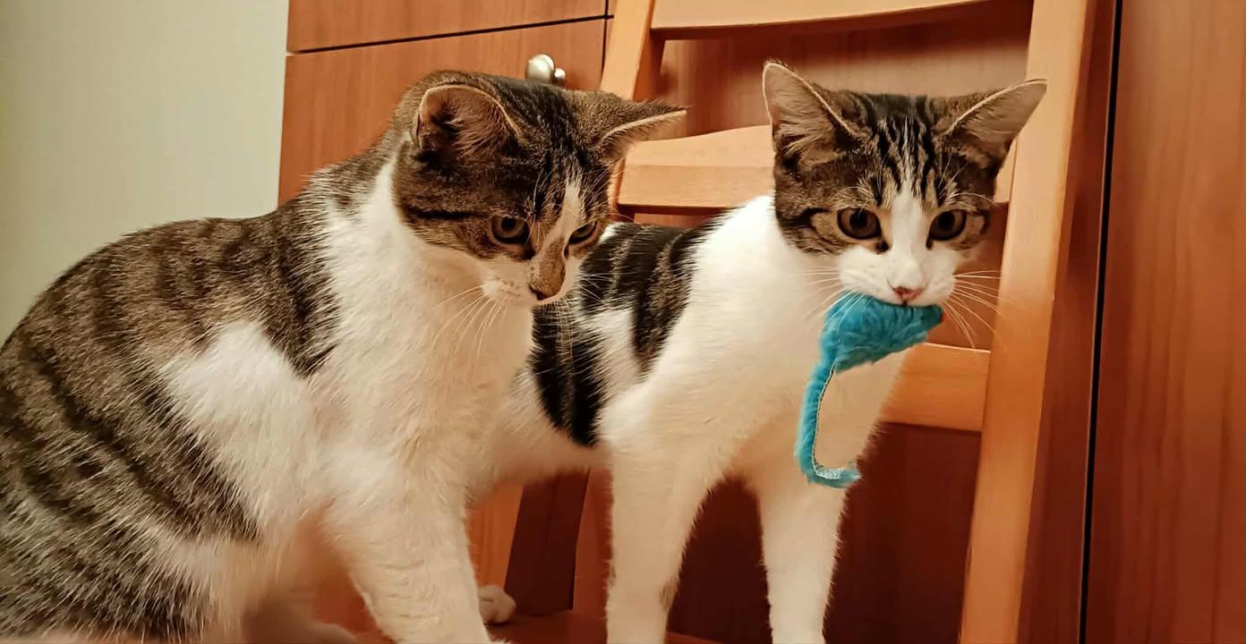 Jinx & Peach, adopted, Kitten Female Domestic Short Hair.