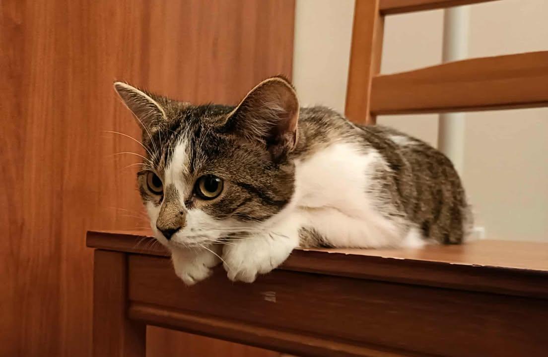 Jinx & Peach, an adopted Domestic Short Hair in Montreal-Nord, QC image 4/6