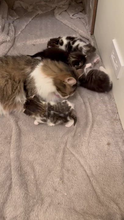 Enlarge Jinx & Peach, an adopted Domestic Short Hair in Montreal-Nord, QC video 6/6