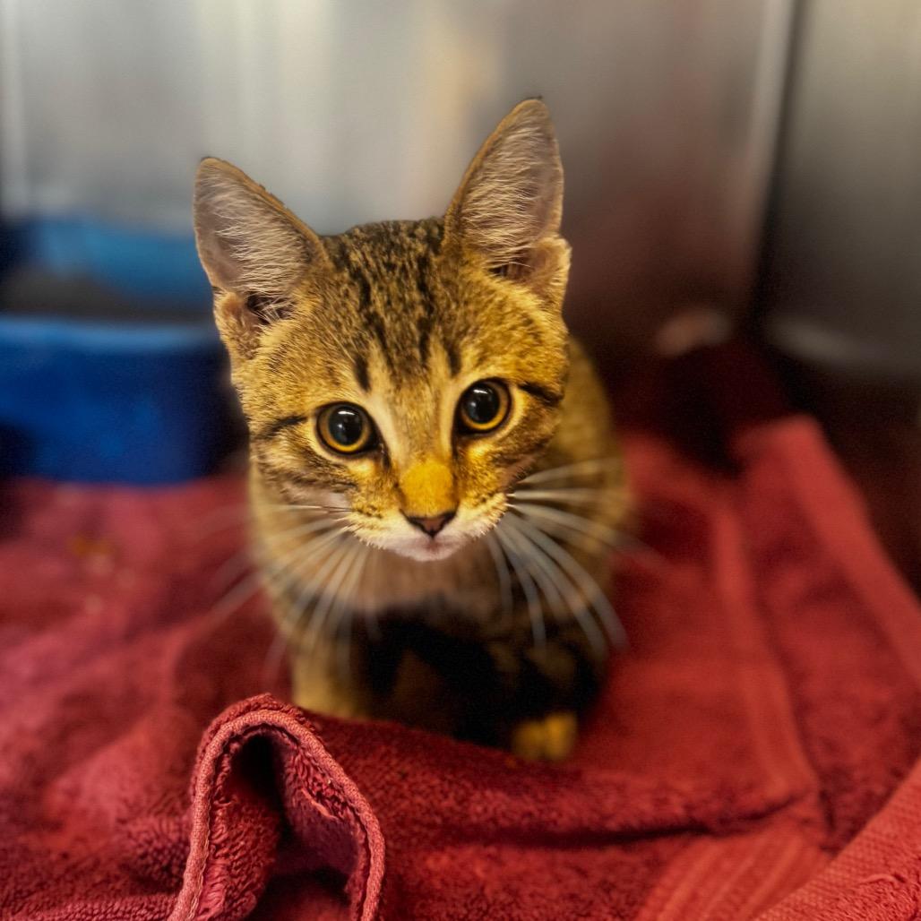 Enlarge Sparky, a Adoptable Domestic Short Hair in Starkville, MS image 1/1