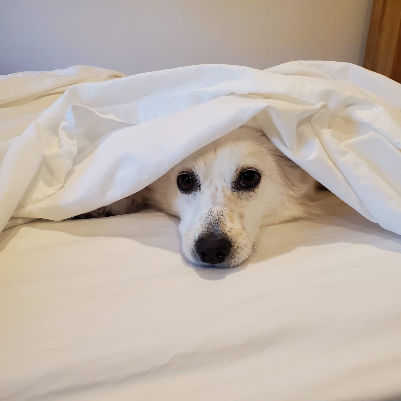 Frasier, Senior Male American Eskimo Dog