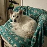 Frasier, an adoptable American Eskimo Dog, Corgi in Houston, TX, 77042 | Photo Image 3