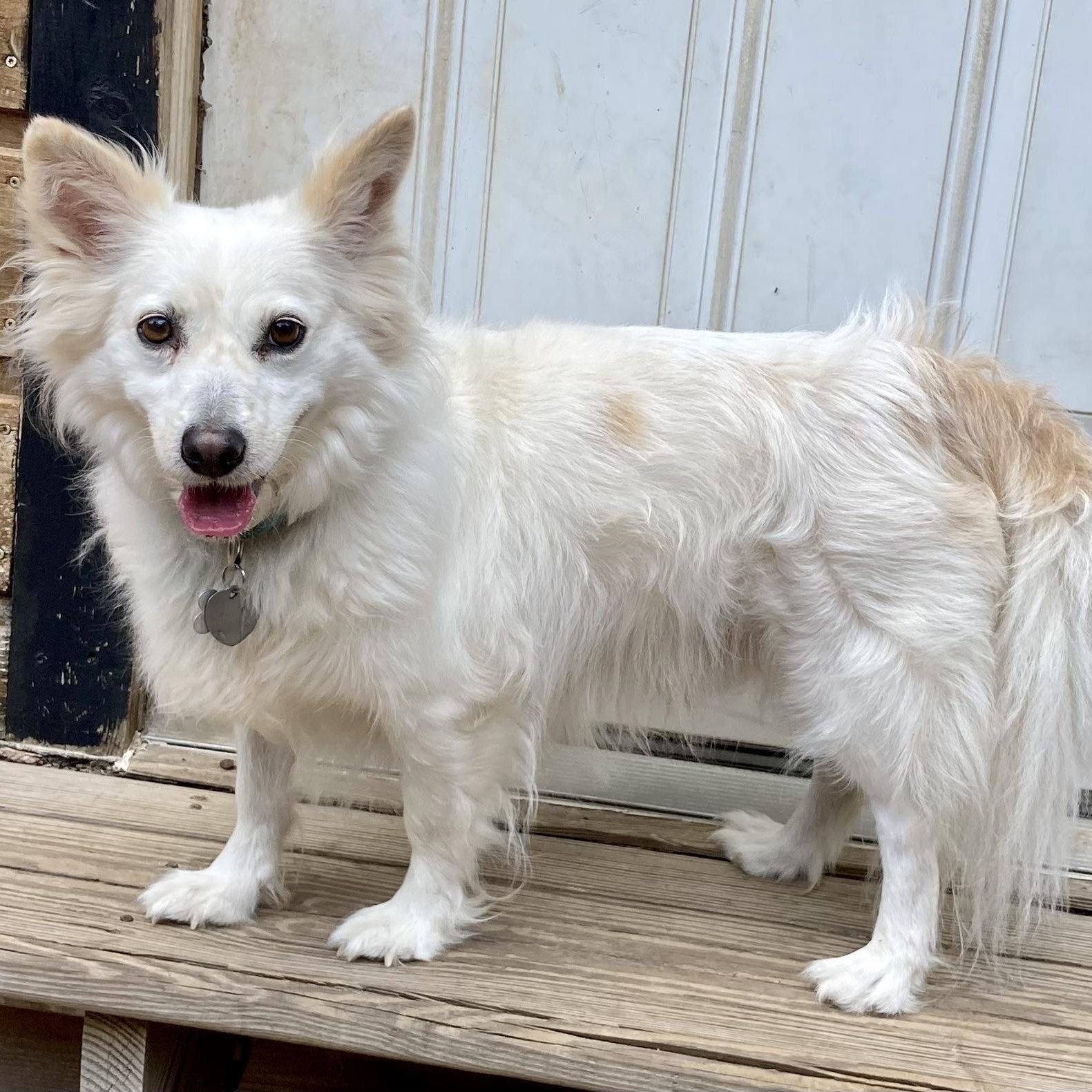Frasier, an adoptable American Eskimo Dog, Corgi in Houston, TX, 77042 | Photo Image 2