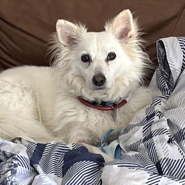 Frasier, a Adoptable mixed breed in Houston, TX image 1/4