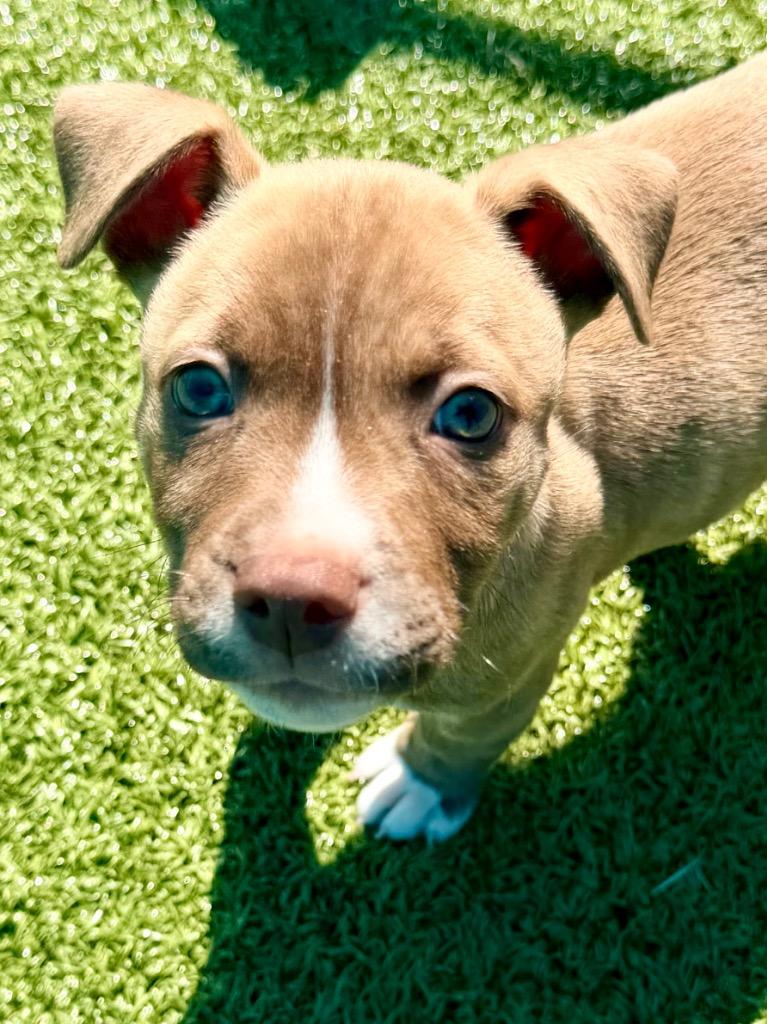 Enlarge Jamon, a Adoptable mixed breed in Cape Coral, FL image 1/1