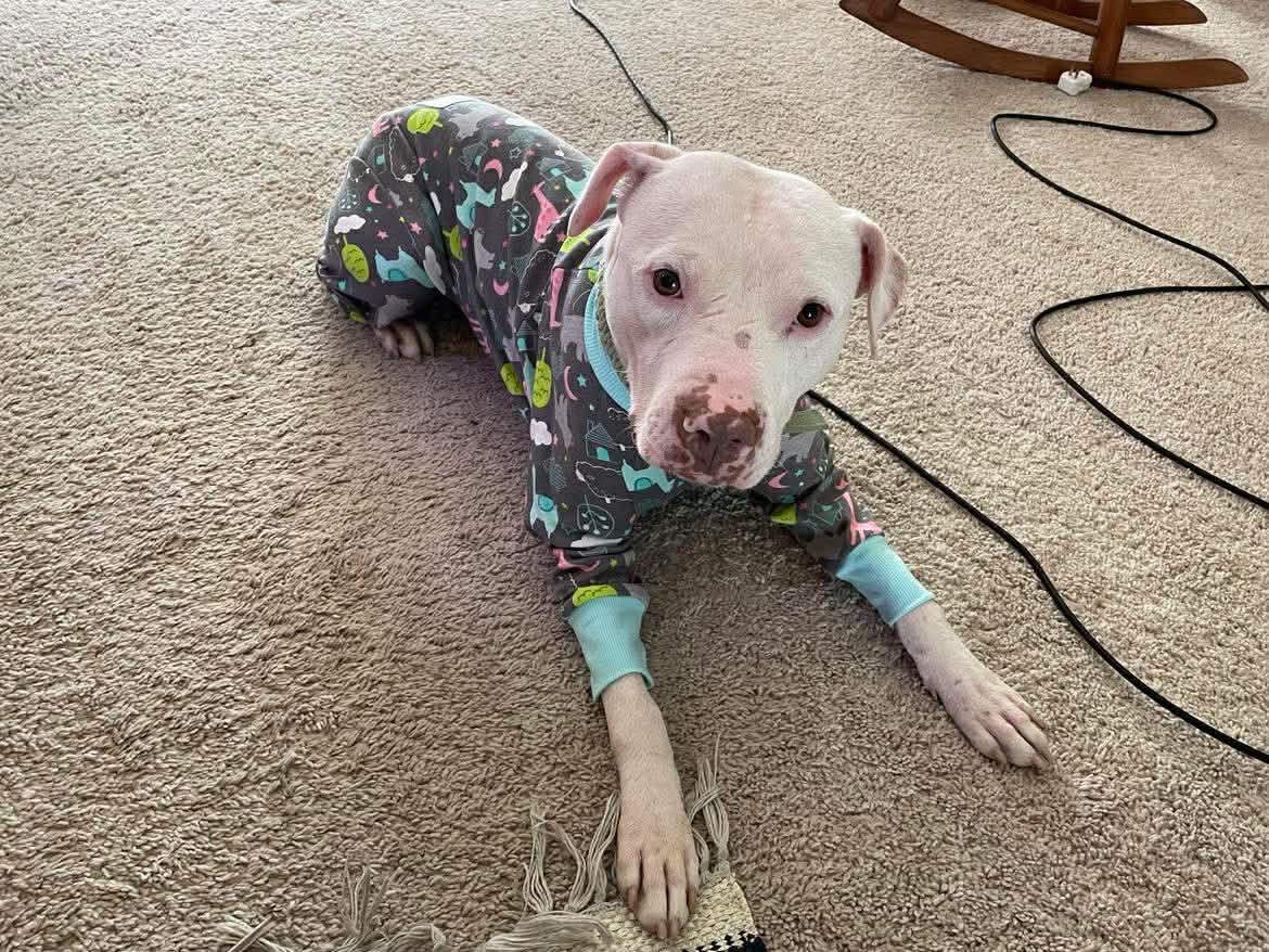 Enlarge Ghost, a Adoptable Pit Bull Terrier in Rockville, MD image 1/3