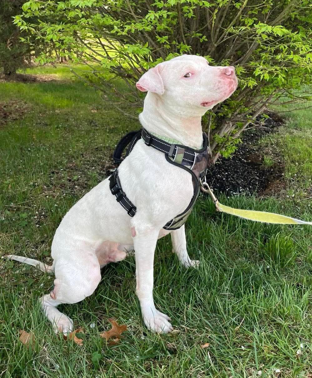 Ghost, Adoptable, Young Male Pit Bull Terrier.