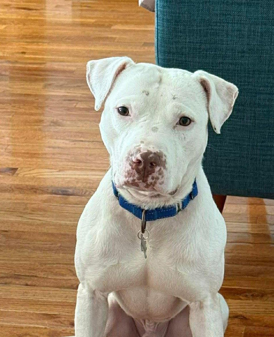 Ghost, a Adoptable Pit Bull Terrier in Rockville, MD image 2/3