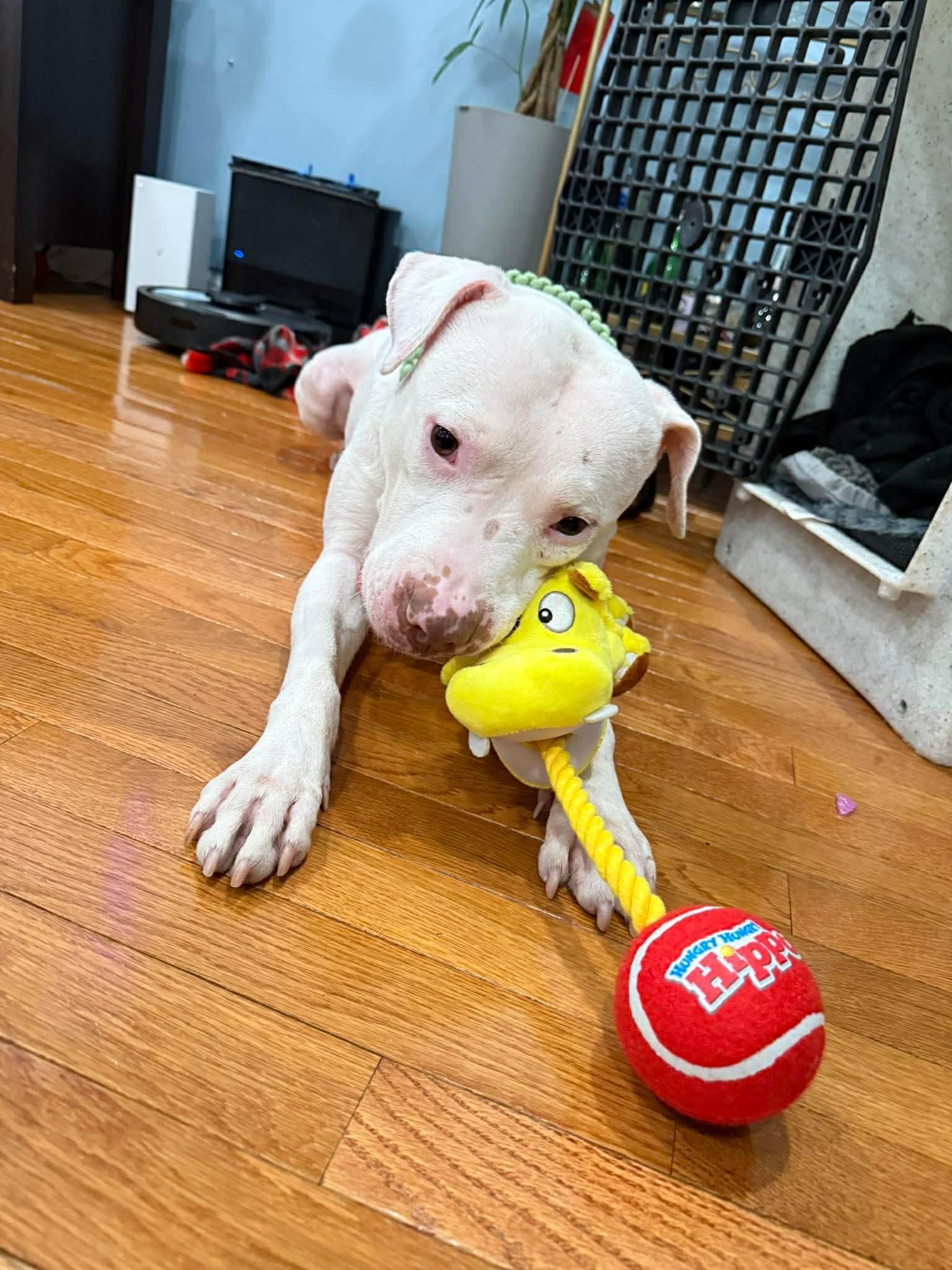 Enlarge Ghost, a Adoptable Pit Bull Terrier in Rockville, MD image 2/3