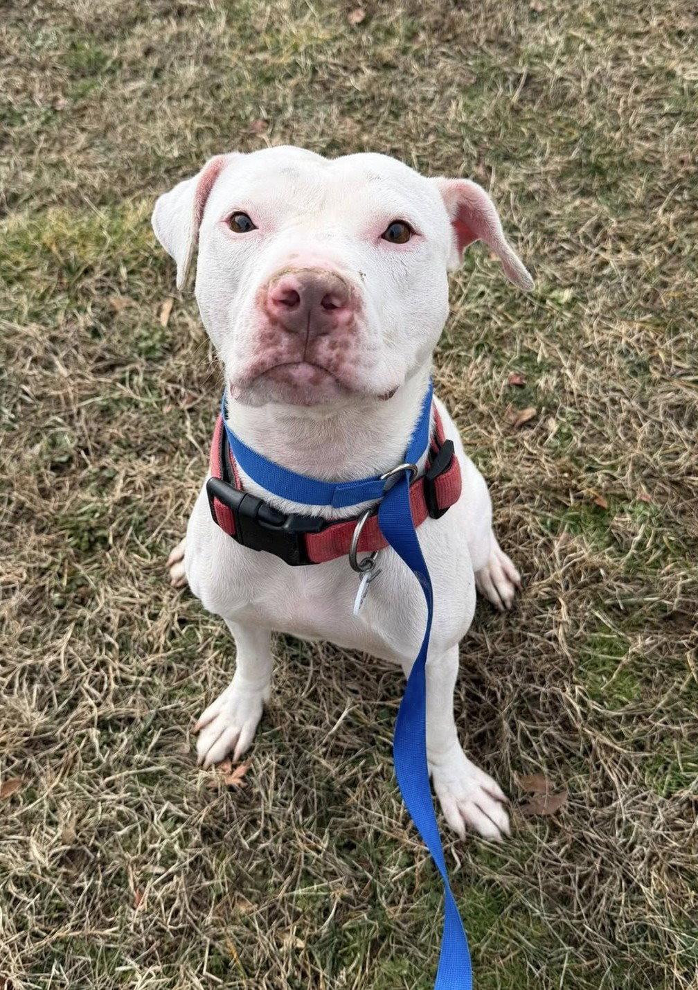 Ghost, a Adoptable Pit Bull Terrier in Rockville, MD image 3/3