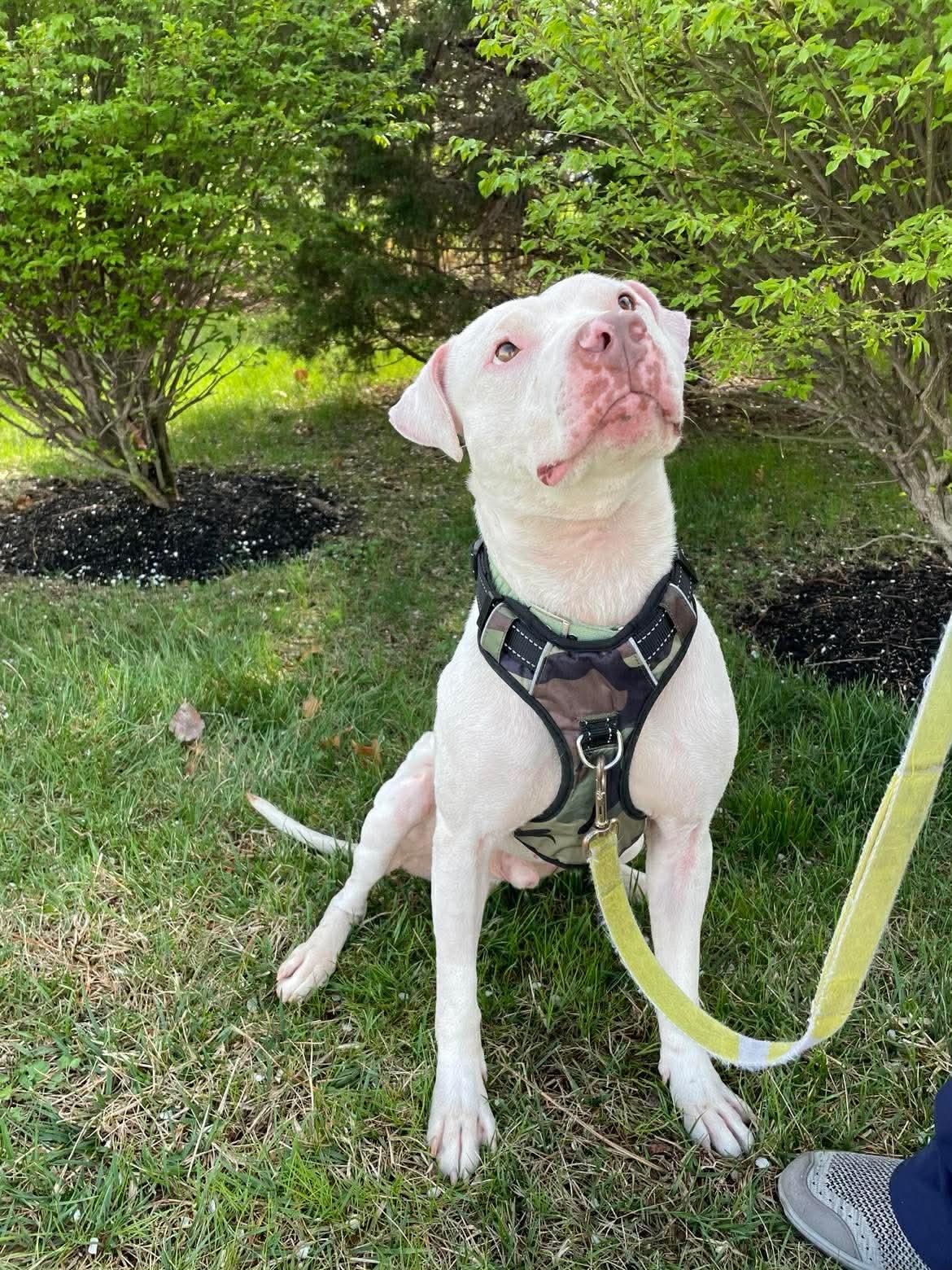 Enlarge Ghost, a Adoptable Pit Bull Terrier in Rockville, MD image 3/3