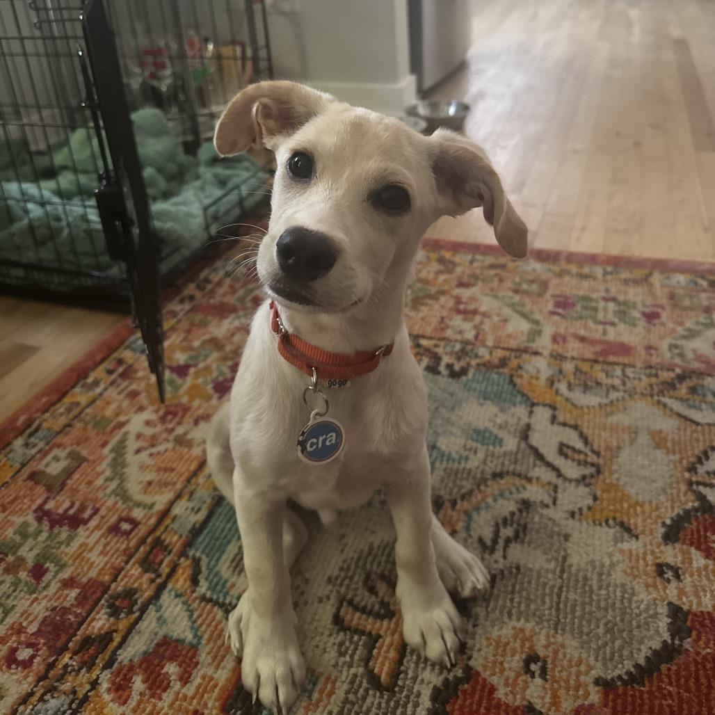 Cobbler, a ADOPTABLE mixed breed in Chicago, IL image 1/6