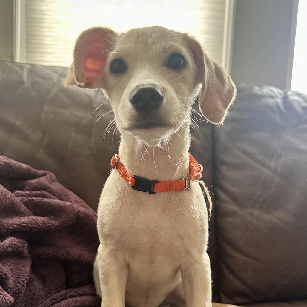 Cobbler, a ADOPTABLE mixed breed in Chicago, IL image 2/6