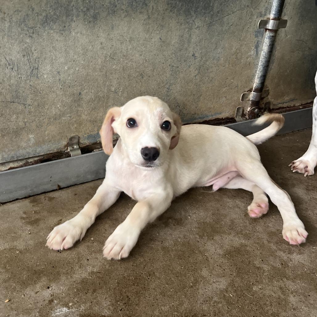Cobbler, a ADOPTABLE mixed breed in Chicago, IL image 5/6