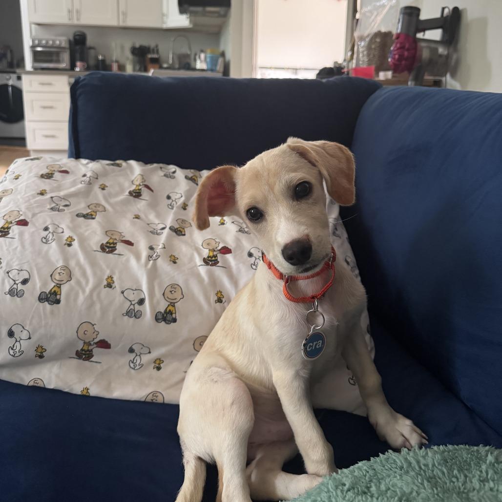 Cobbler, a ADOPTABLE mixed breed in Chicago, IL image 6/6