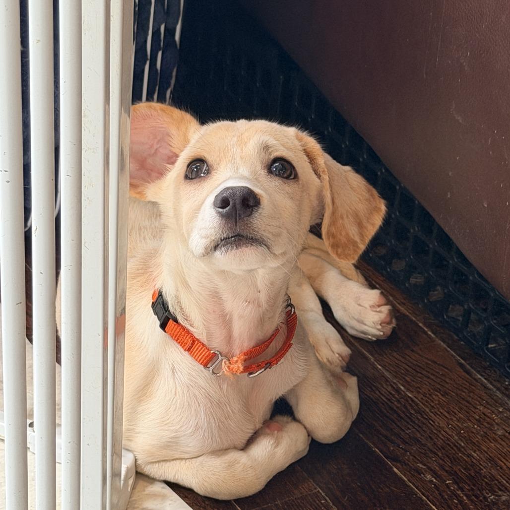 Cobbler, a ADOPTABLE mixed breed in Chicago, IL image 3/6