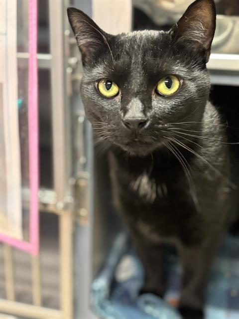 Enlarge ANUBIS, a Adoptable Domestic Short Hair in Aliquippa, PA image 1/1