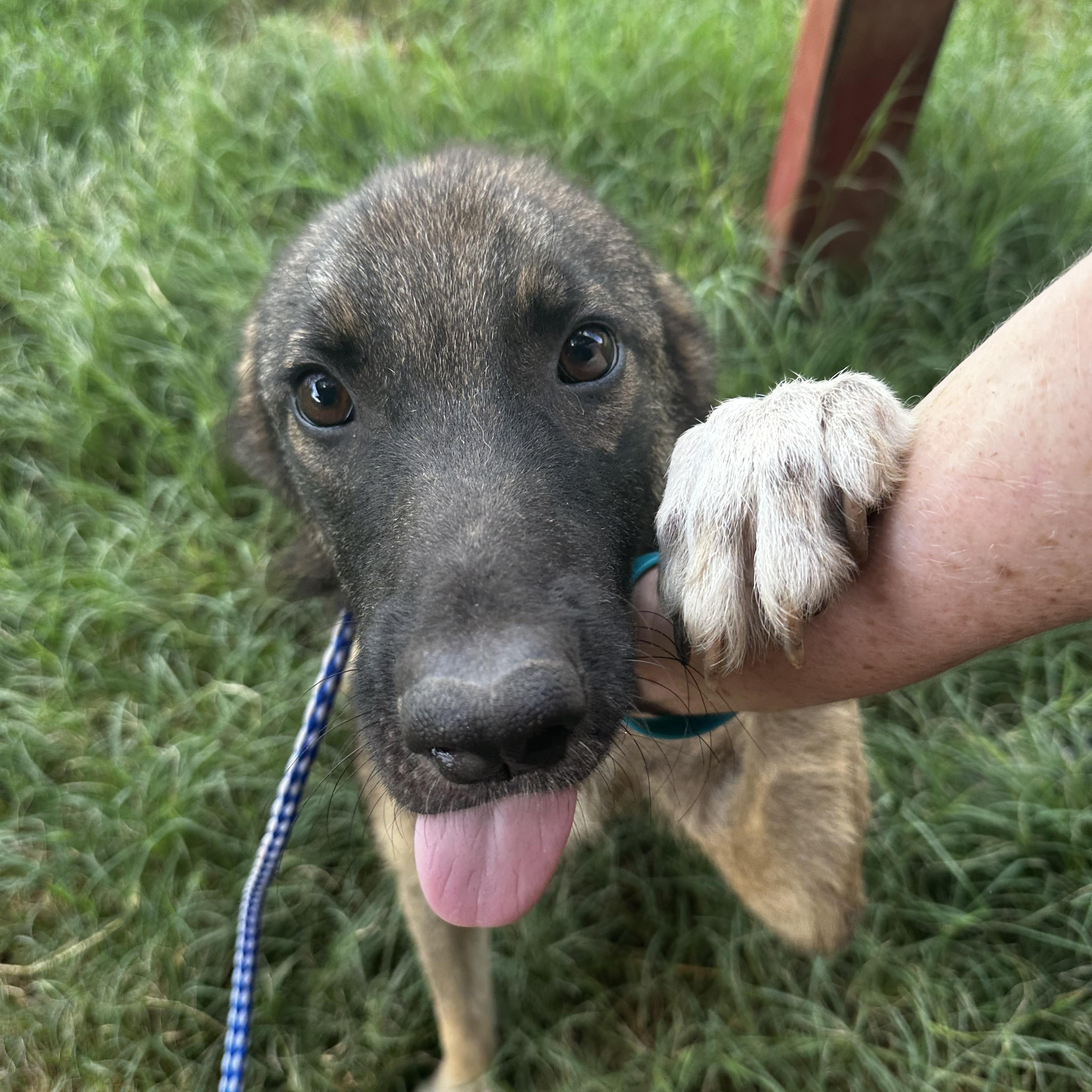 Meet Thumper Thumper and his 3 siblings were purposely being neglected and starved but fortunately
