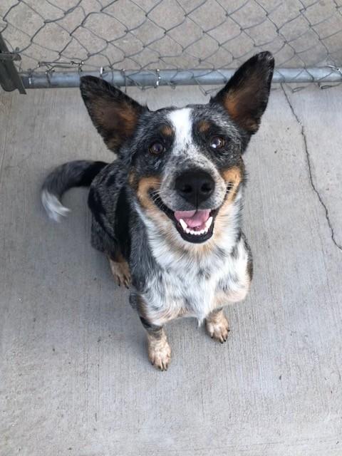 Primrose, ADOPTABLE, Adult Female Cattle Dog.