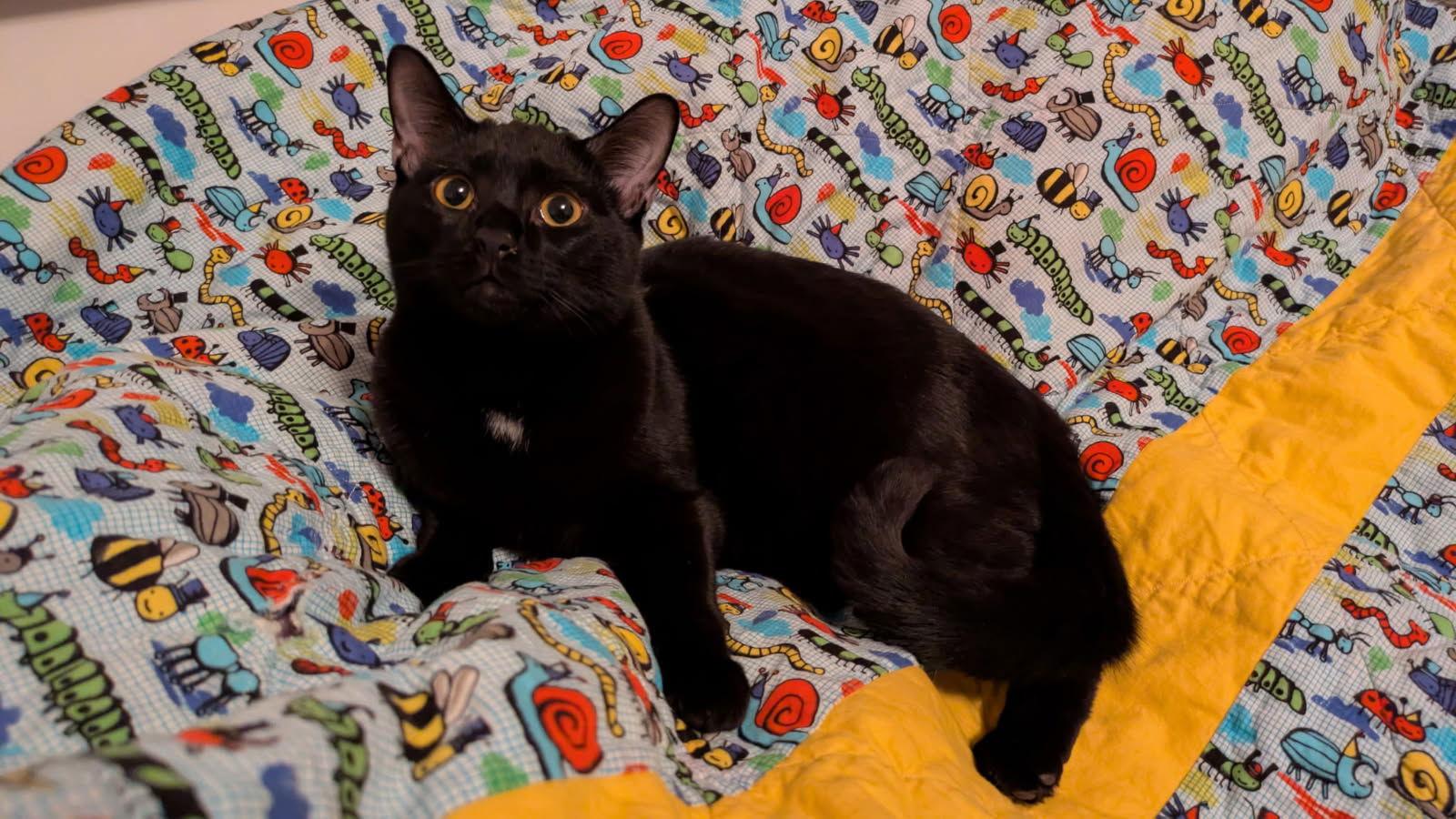 Enlarge Connor, a Adoptable Domestic Short Hair in Maggie Valley, NC image 1/1