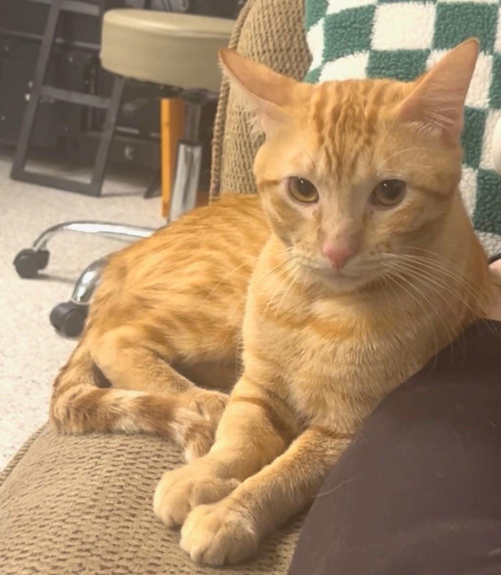 Groot, Adoptable, Kitten Male Tabby.