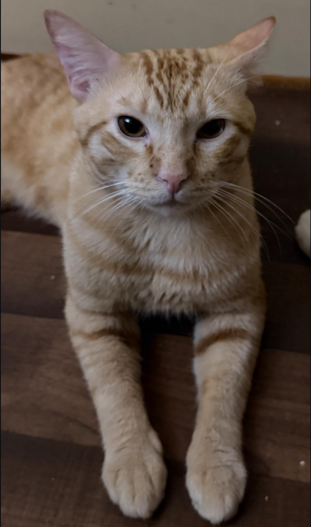 Enlarge Groot, a Adoptable Tabby in Lake Forest, CA image 2/2
