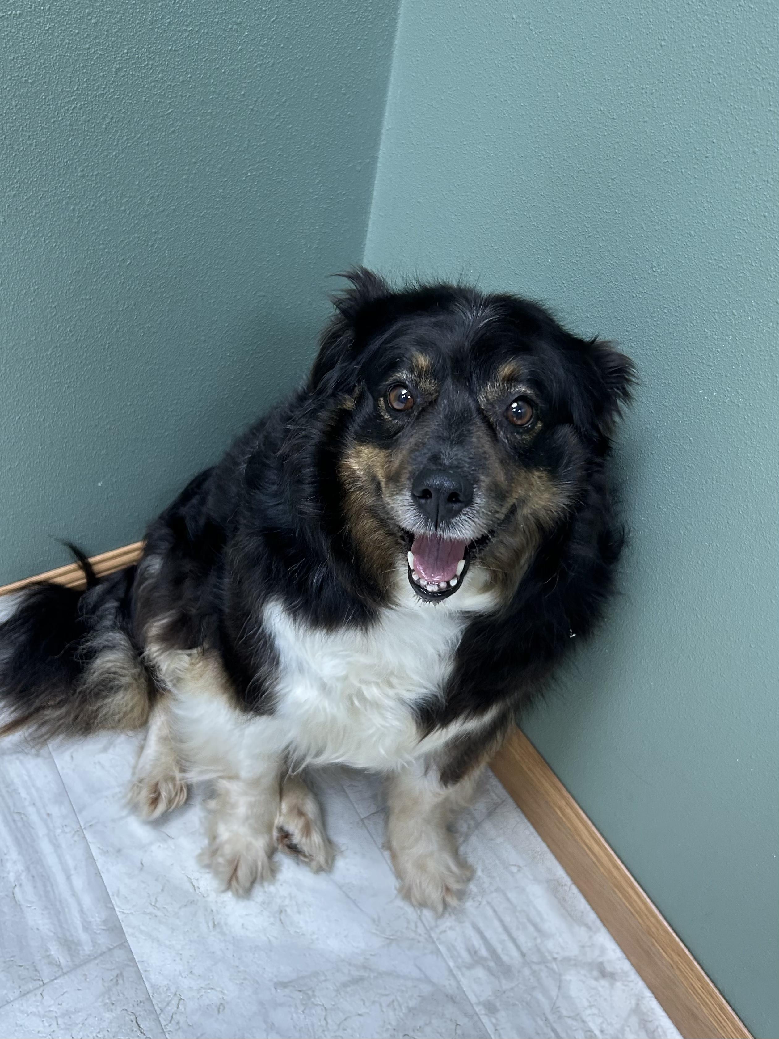 Enlarge Mesa, a ADOPTABLE Australian Shepherd in Neillsville, WI image 1/6