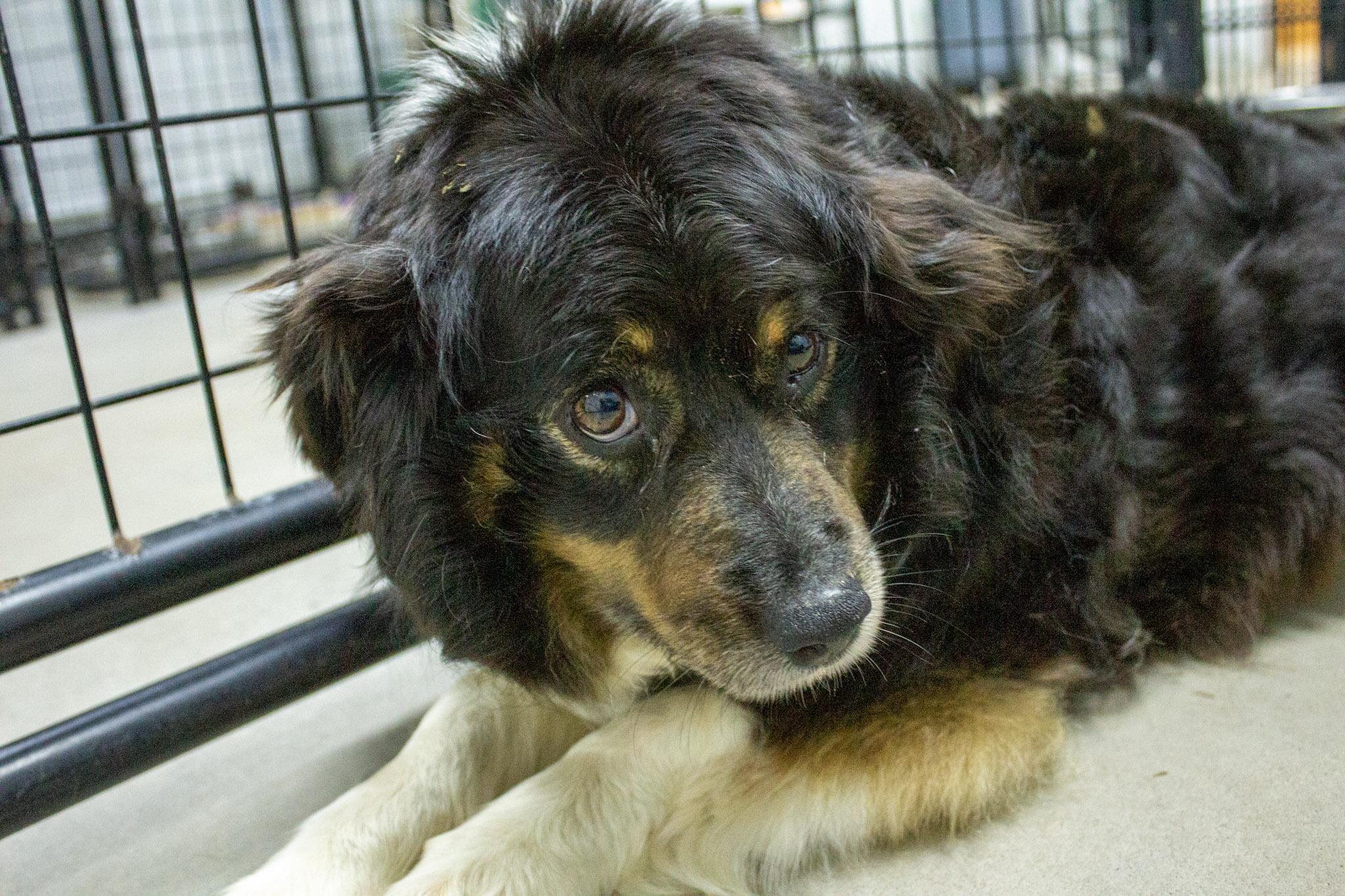 Enlarge Mesa, a ADOPTABLE Australian Shepherd in Neillsville, WI image 3/6