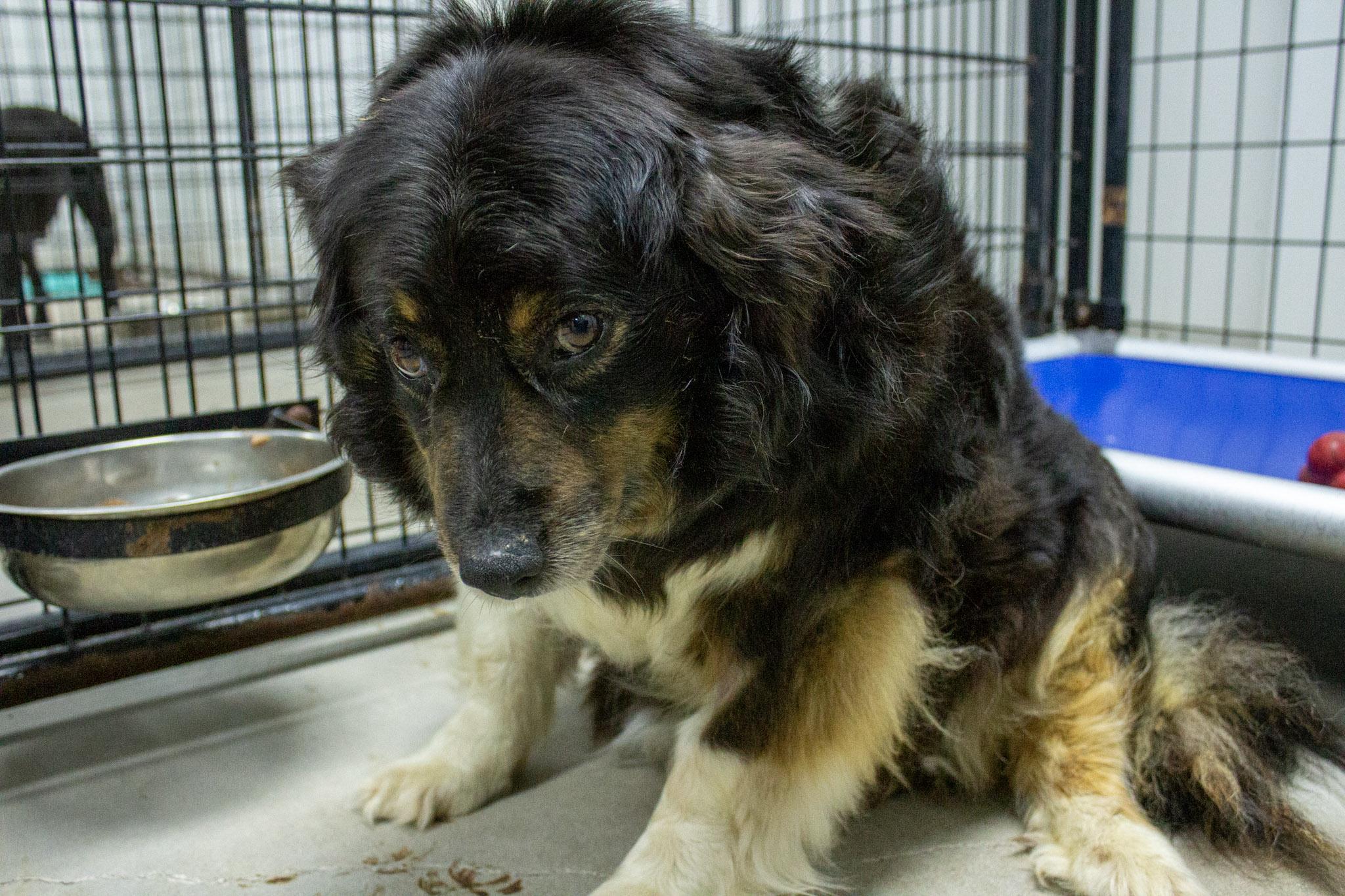 Enlarge Mesa, a ADOPTABLE Australian Shepherd in Neillsville, WI image 5/6