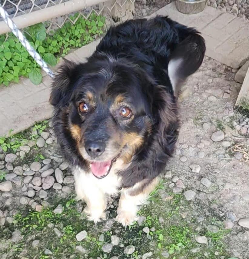 Enlarge Mesa, a ADOPTABLE Australian Shepherd in Neillsville, WI image 2/6
