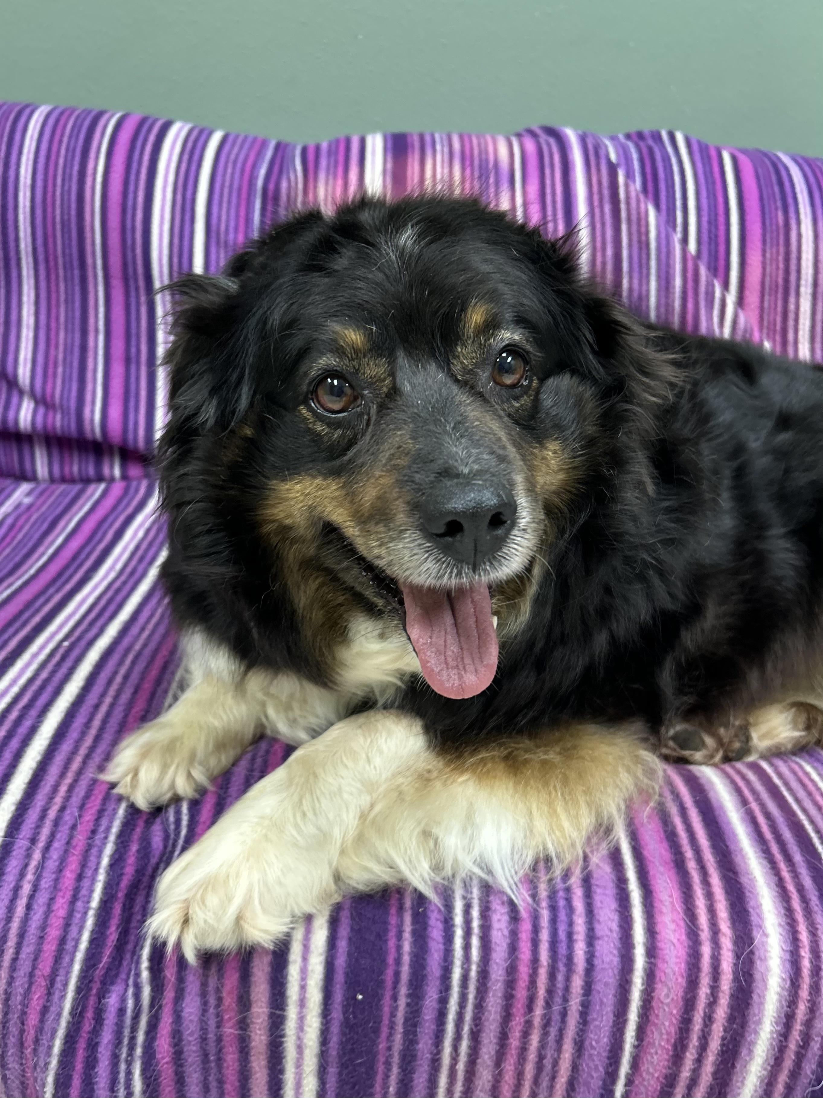 Enlarge Mesa, a ADOPTABLE Australian Shepherd in Neillsville, WI image 6/6