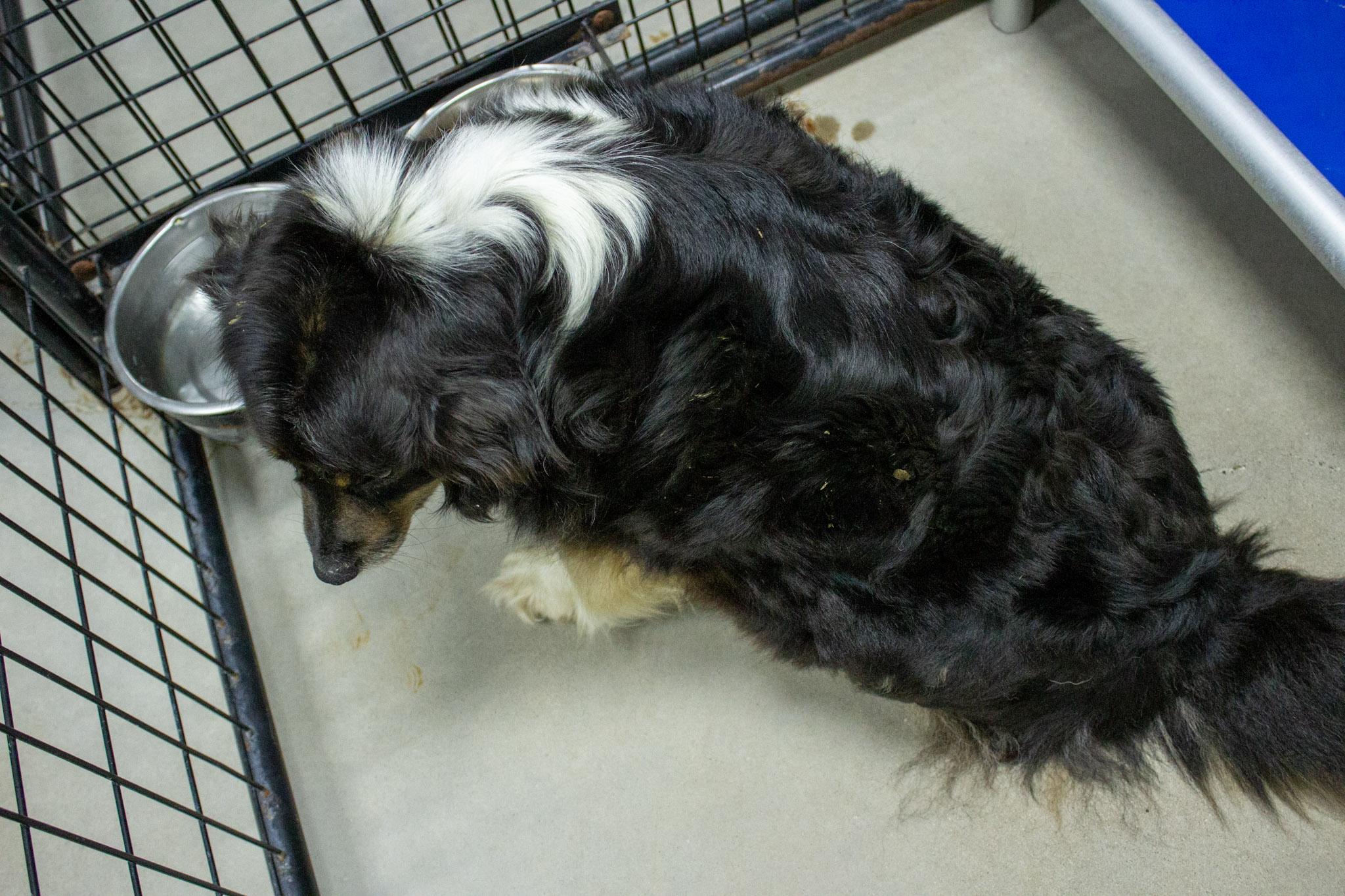 Enlarge Mesa, a ADOPTABLE Australian Shepherd in Neillsville, WI image 4/6