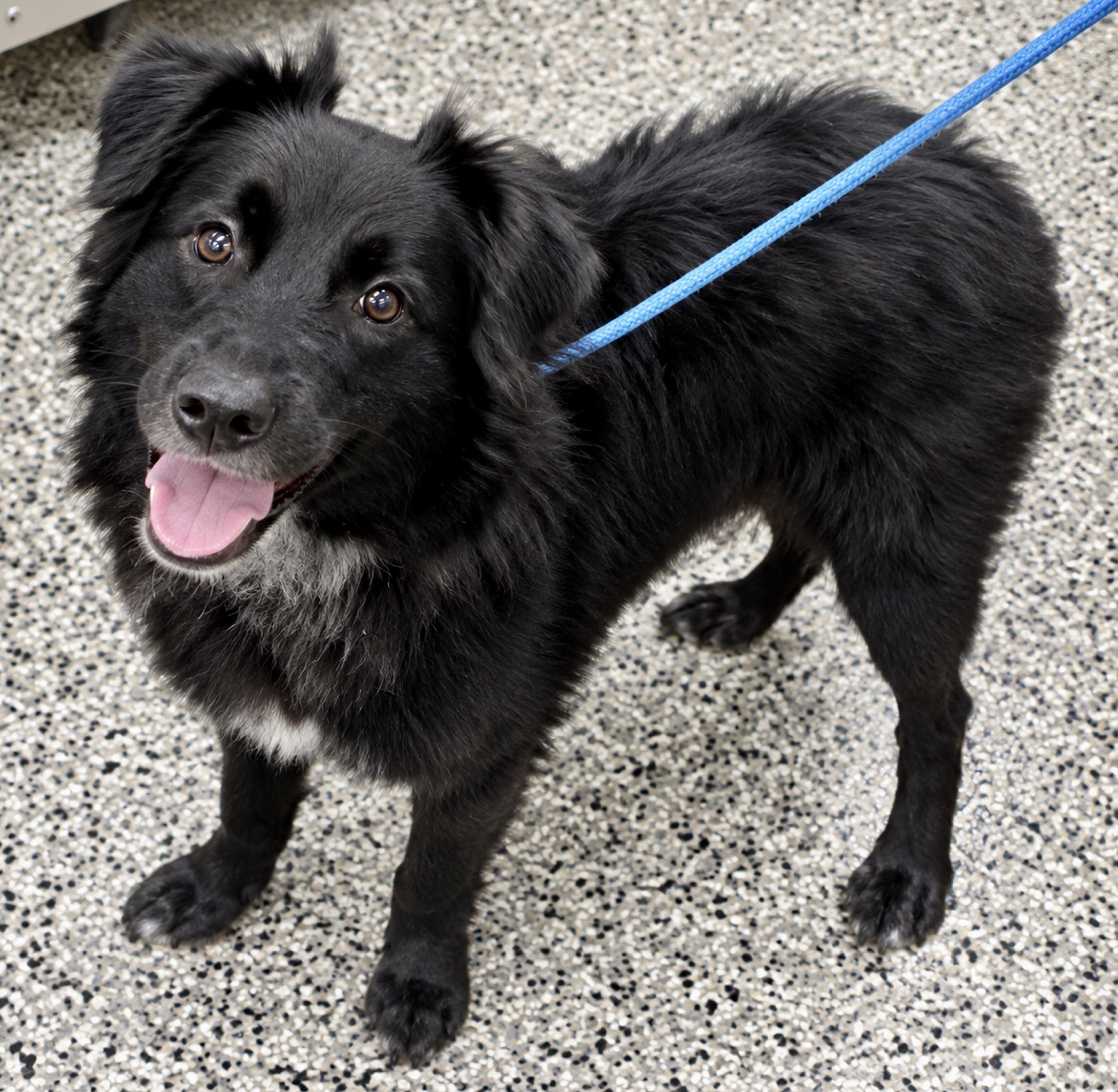 Enlarge Picachu, a Adoptable Mixed Breed in Westfield, NY image 2/2