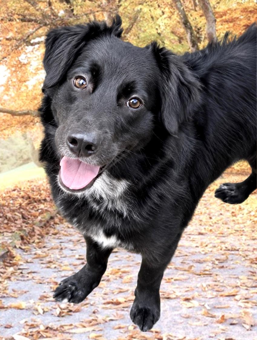 Enlarge Picachu, a Adoptable Mixed Breed in Westfield, NY image 1/2