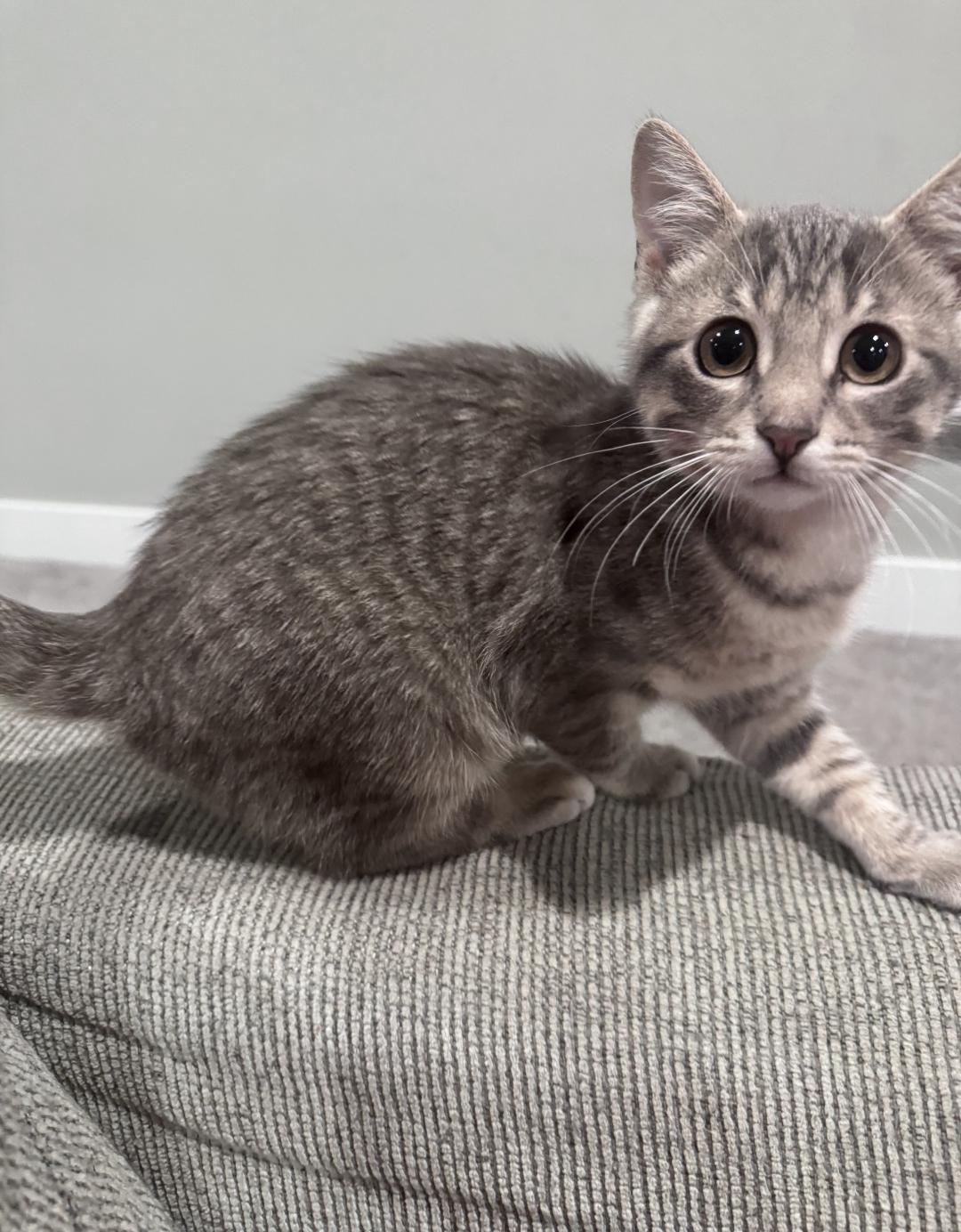 Enlarge MooMoo, an adopted Domestic Short Hair in Lincoln, NE image 2/5