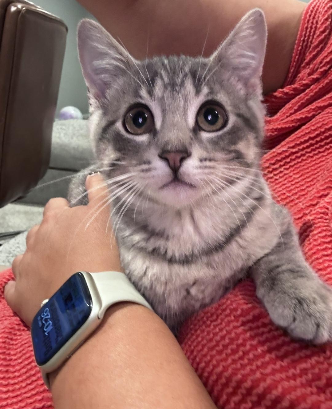 MooMoo, adopted, Kitten Male Domestic Short Hair.