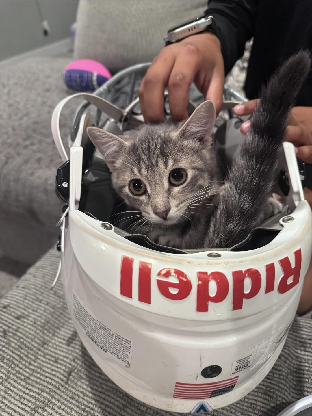 Enlarge MooMoo, an adopted Domestic Short Hair in Lincoln, NE image 4/5