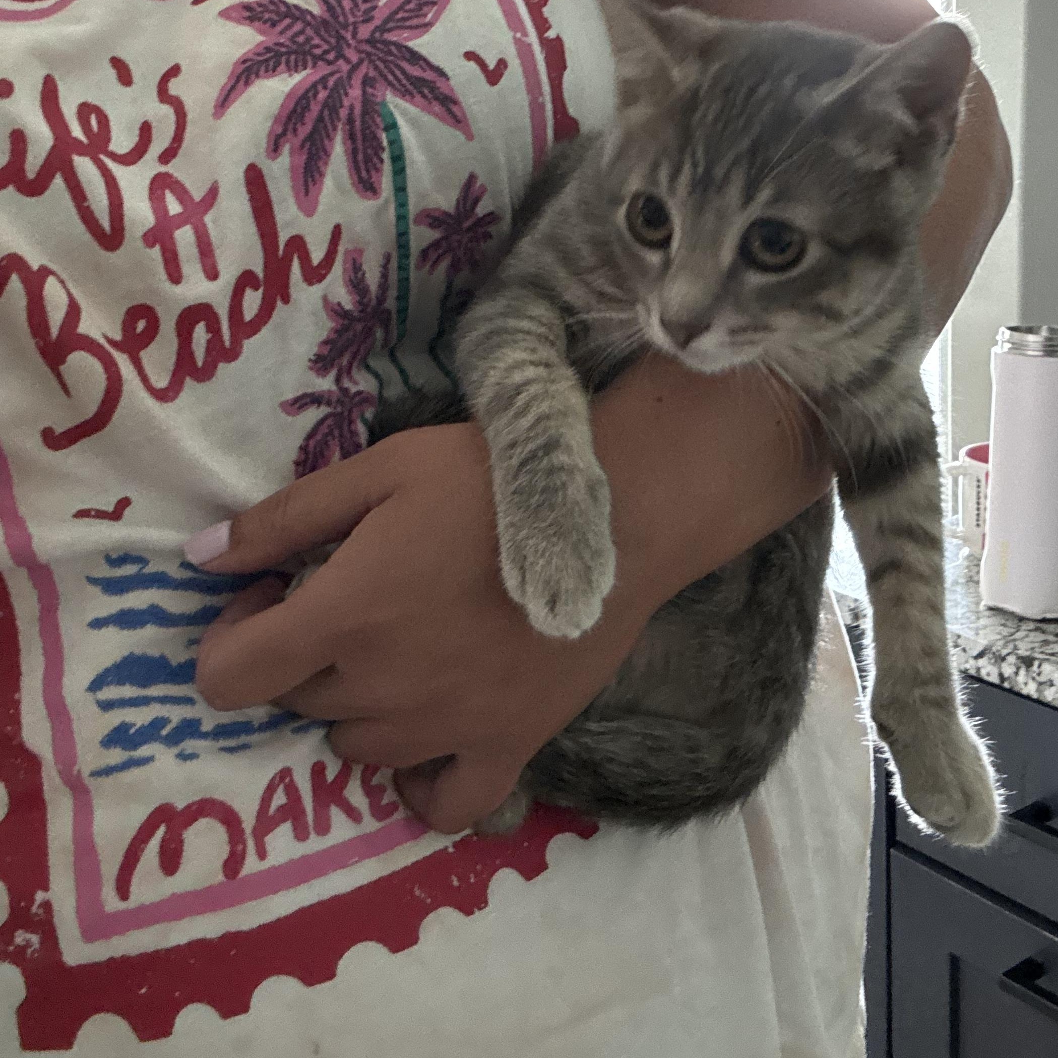Enlarge MooMoo, an adopted Domestic Short Hair in Lincoln, NE image 3/5