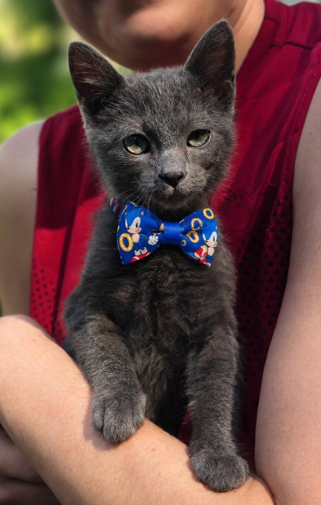 Enlarge Sonic, a Adoptable Russian Blue in El Dorado, AR image 1/1