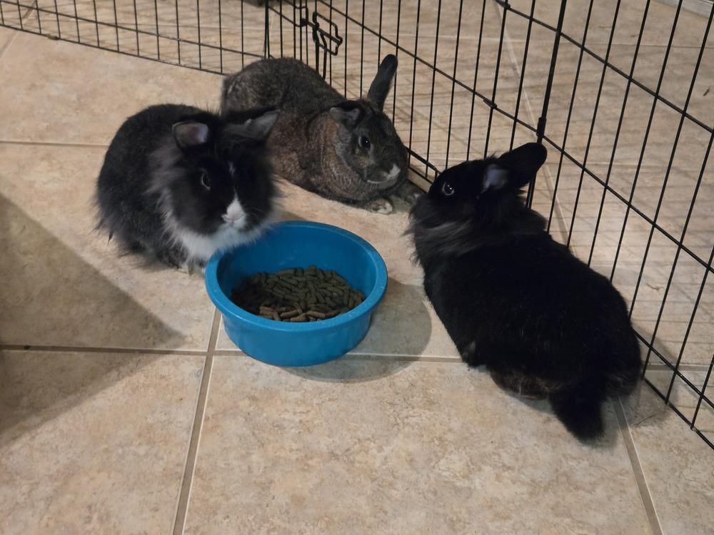 Enlarge Basil, Dill, and Cilantro, a Adoptable mixed breed in Melbourne, FL image 1/6