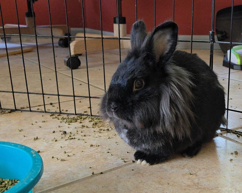 Enlarge Basil, Dill, and Cilantro, a Adoptable mixed breed in Melbourne, FL image 2/6