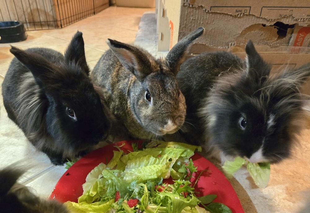 Enlarge Basil, Dill, and Cilantro, a Adoptable mixed breed in Melbourne, FL image 3/6