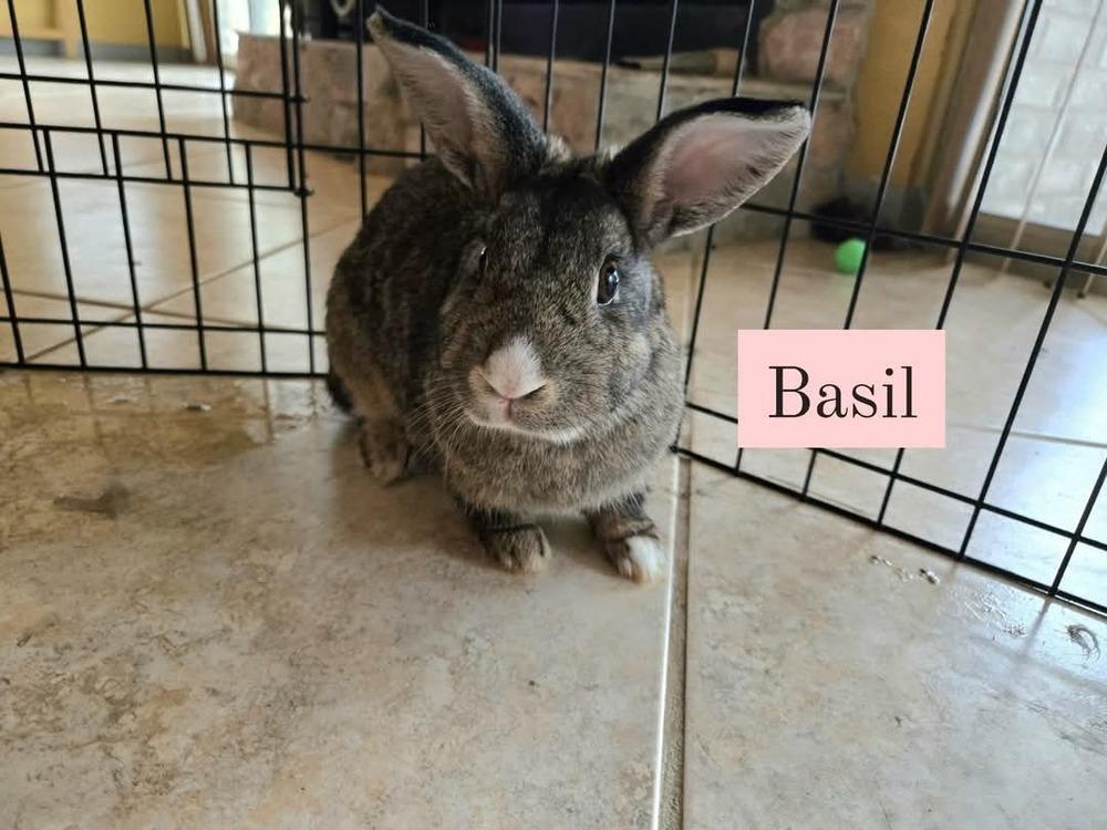 Enlarge Basil, Dill, and Cilantro, a Adoptable mixed breed in Melbourne, FL image 4/6
