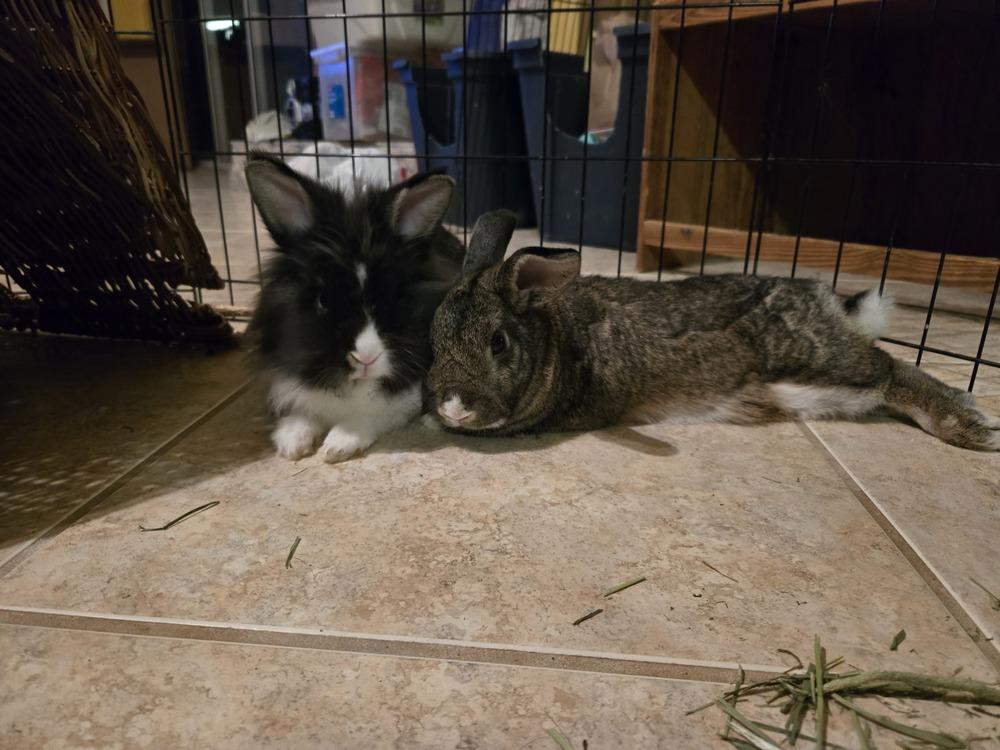 Enlarge Basil, Dill, and Cilantro, a Adoptable mixed breed in Melbourne, FL image 5/6