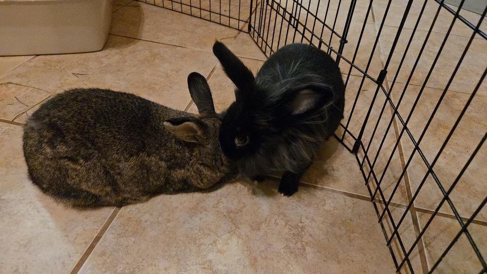 Enlarge Basil, Dill, and Cilantro, a Adoptable mixed breed in Melbourne, FL image 6/6