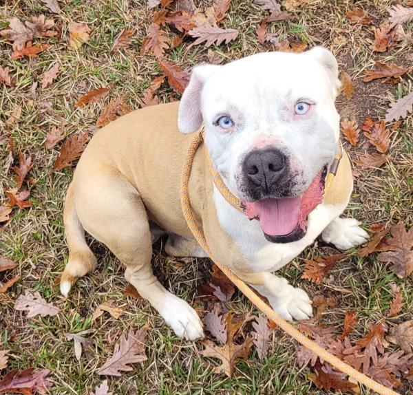 Pen 202c Roman, Adoptable, Adult Male American Bulldog.